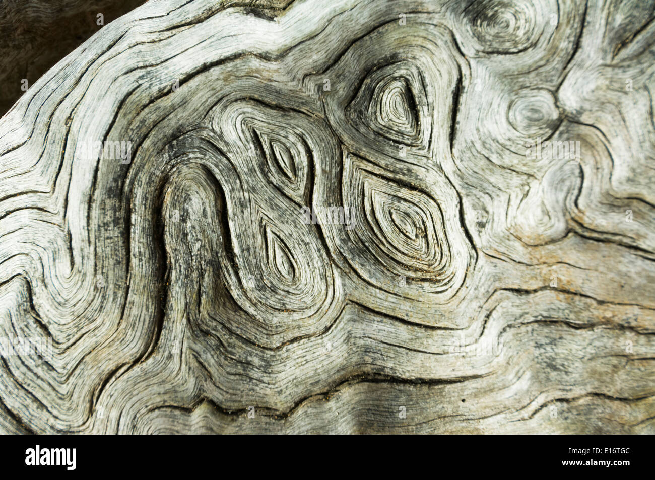 Tree Trunk Details, Fraser Island, Queensland, QLD, Australia Stock