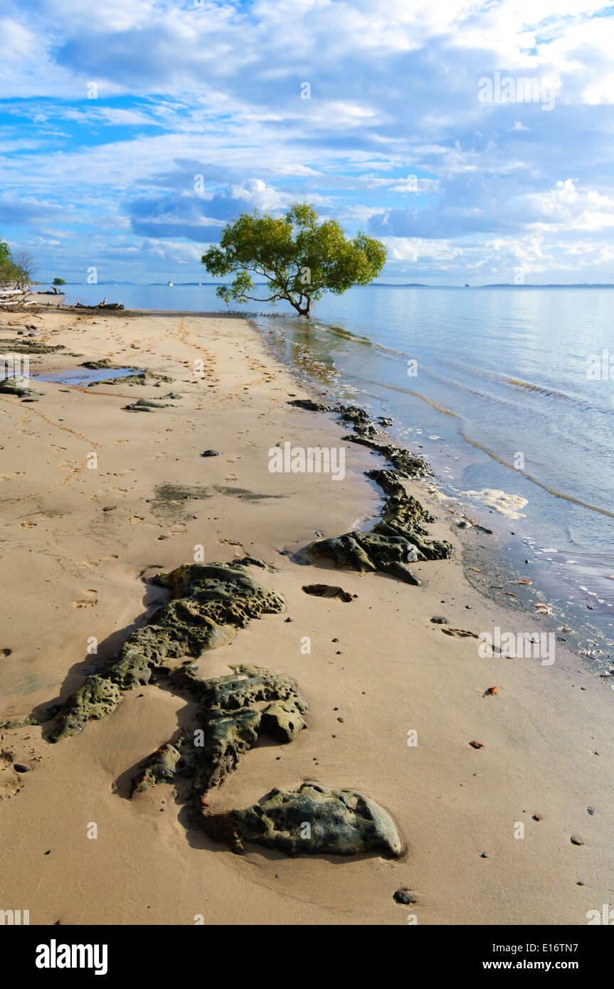 Grey Mangrove - Eastern Coast - Fraser Island - Queensland - Australia Stock Photo