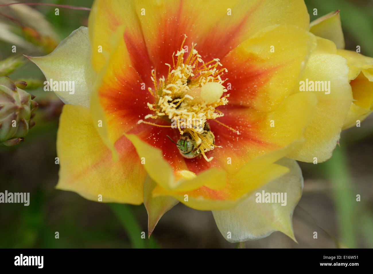 Purple Prickly Pear Cactus wildflower with sweat bee Stock Photo