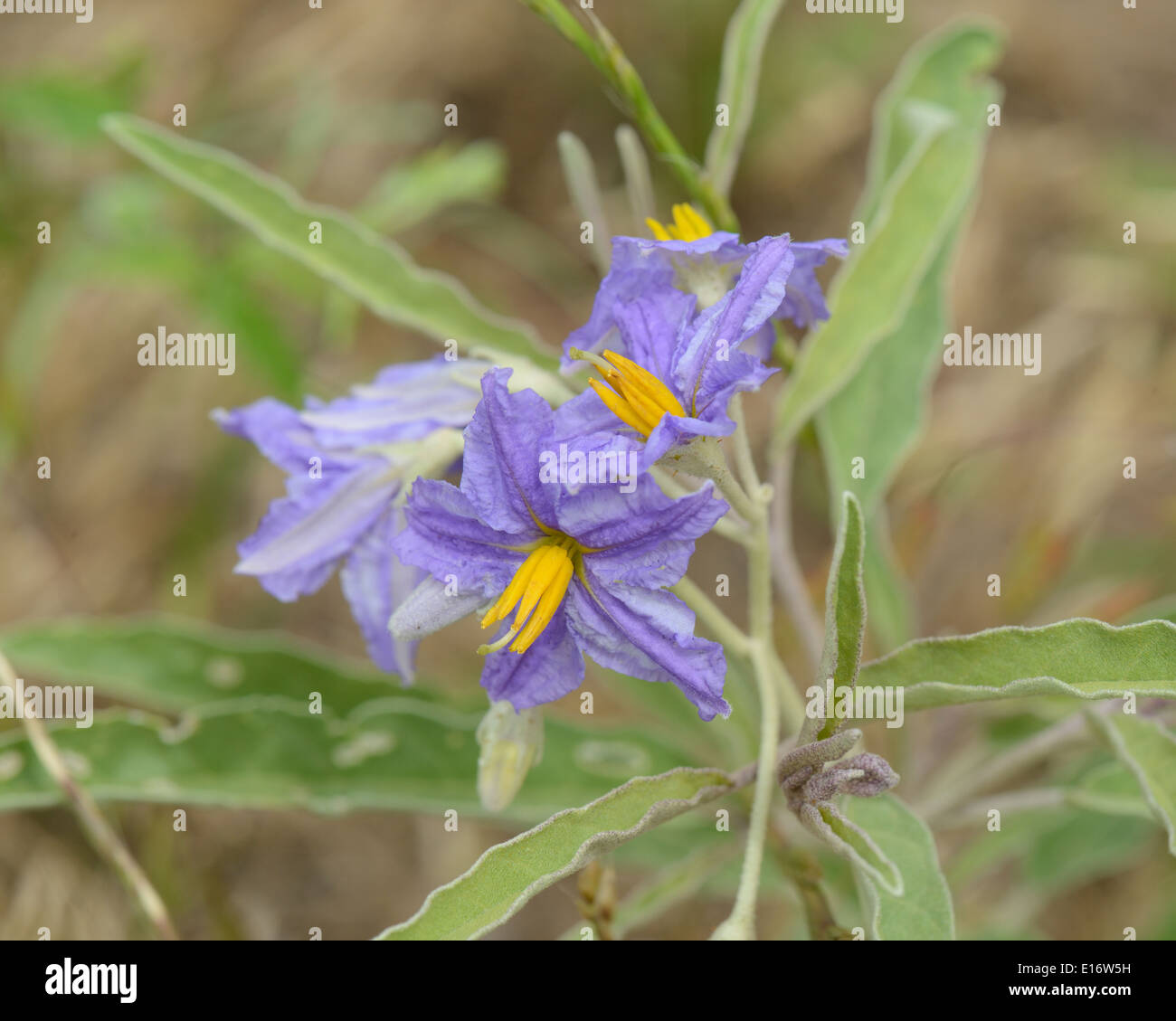 Silverleaf Nightshade Hi Res Stock Photography And Images Alamy