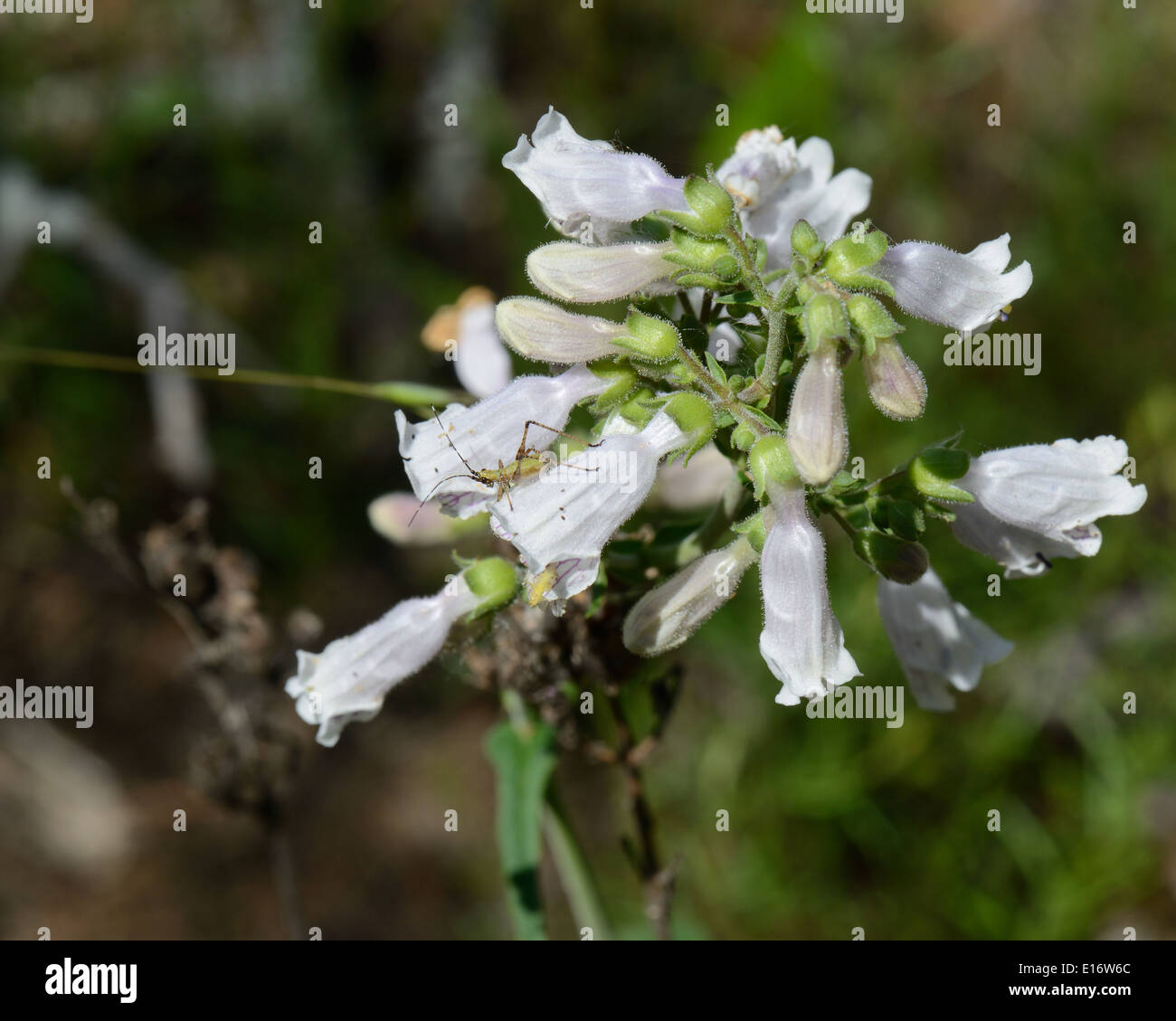Loose-flowered Penstemon Stock Photo
