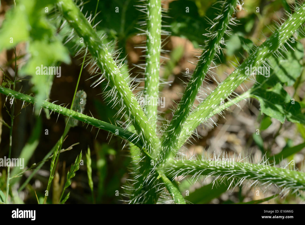 Bull Nettle Stock Photo 69607624 Alamy