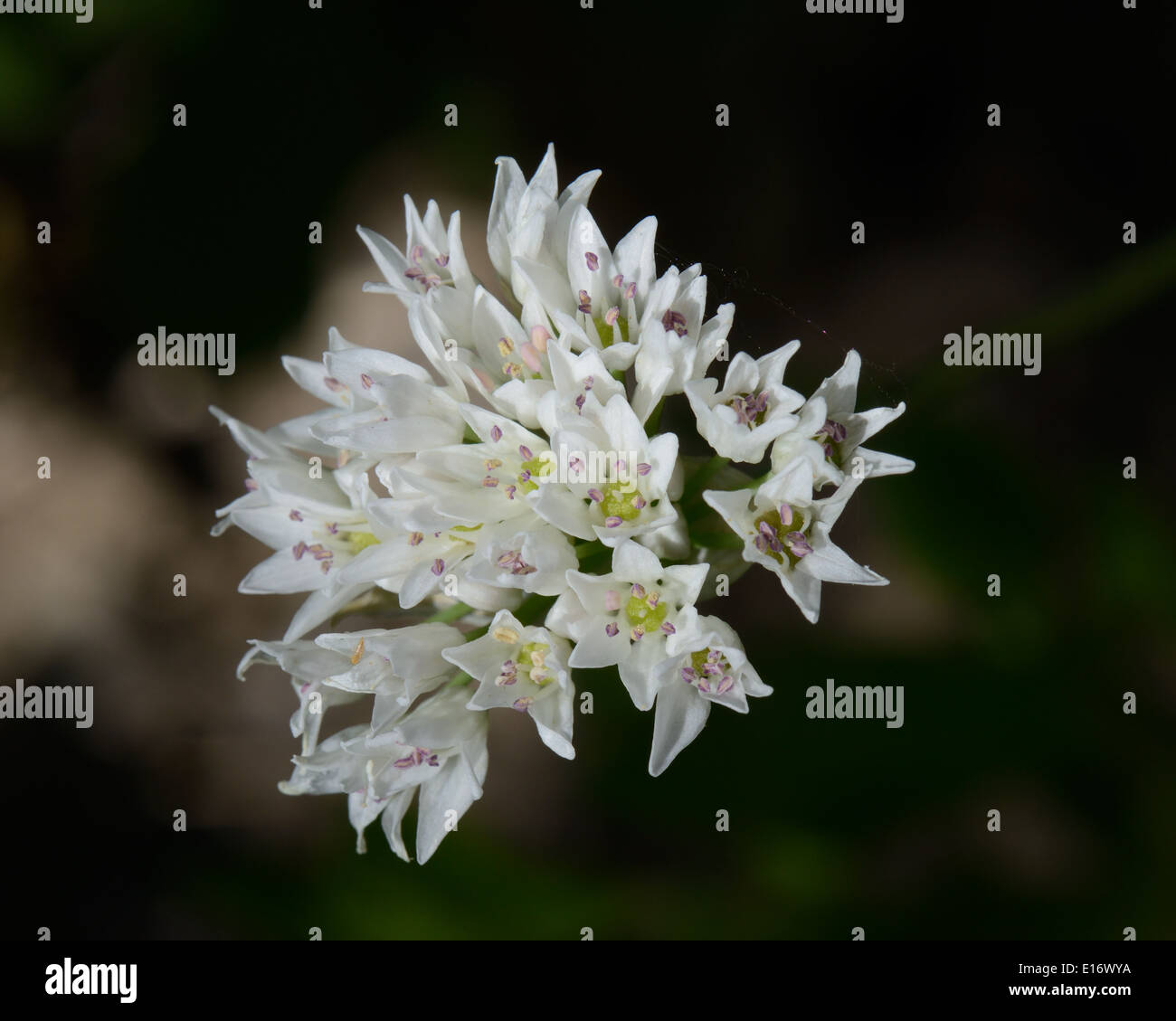 Wild onion flower hires stock photography and images Alamy