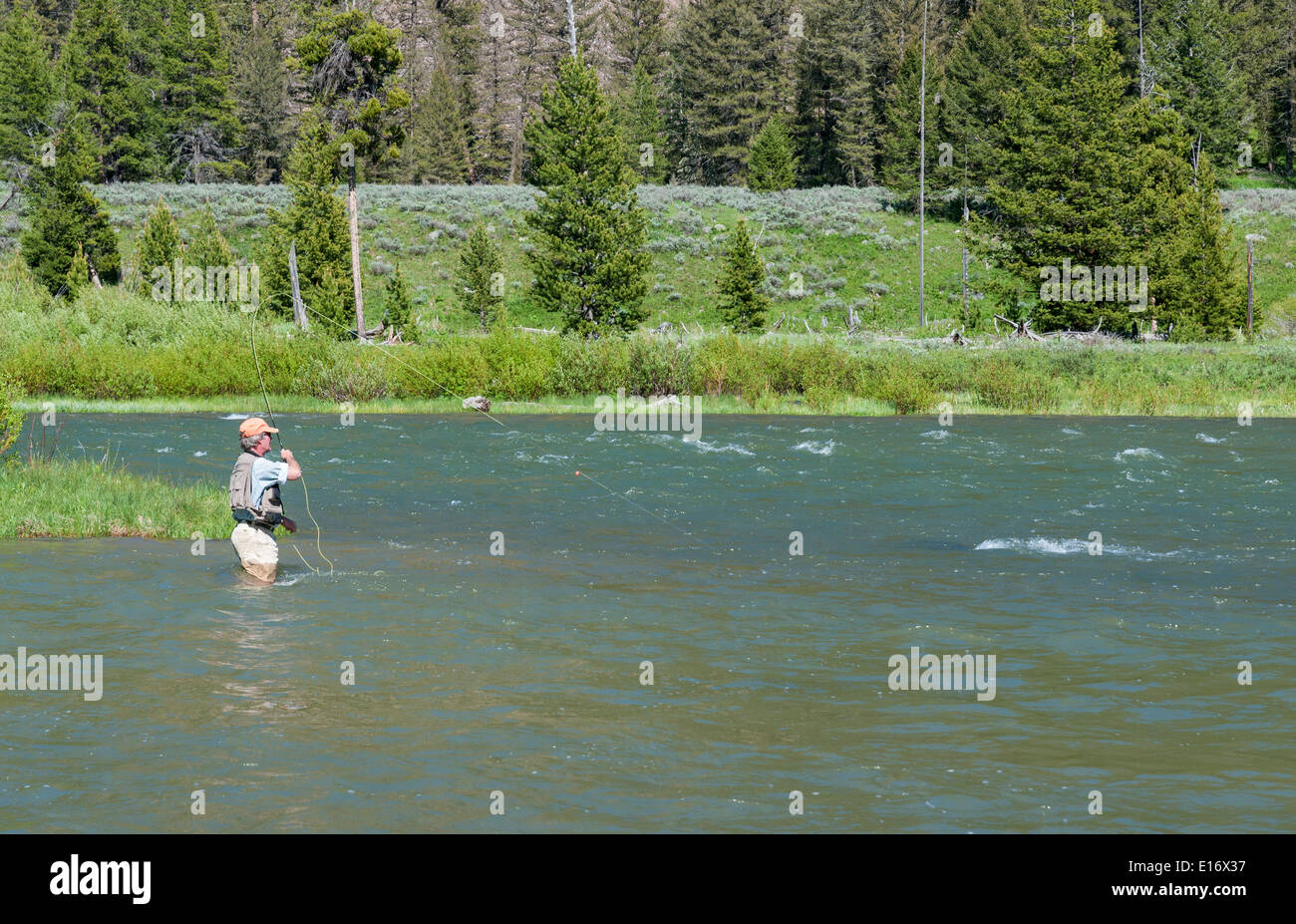 Montana, Madison River, fly fisherman fishing Stock Photo Alamy
