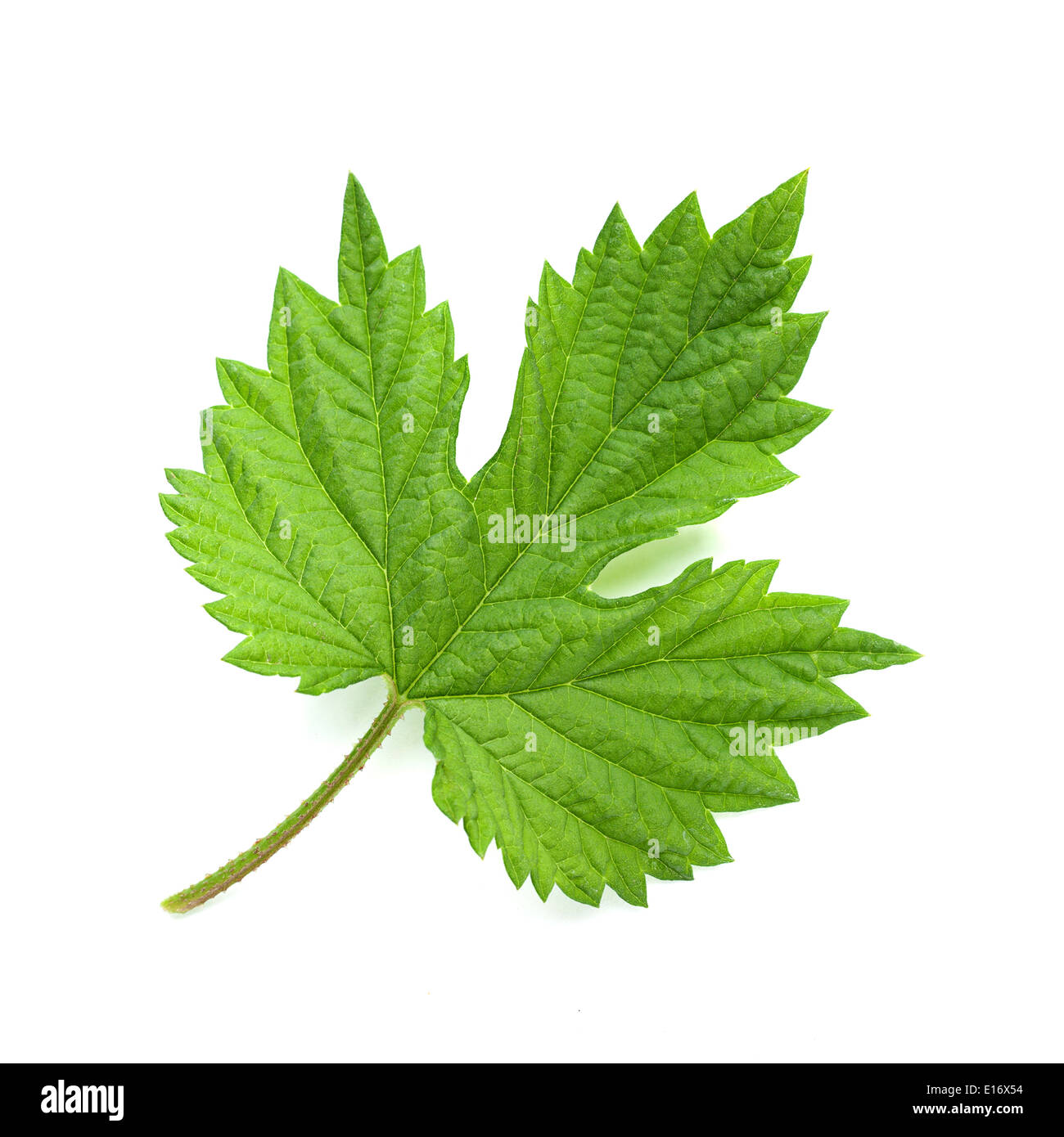 Hop leaf closeup isolated on white Stock Photo