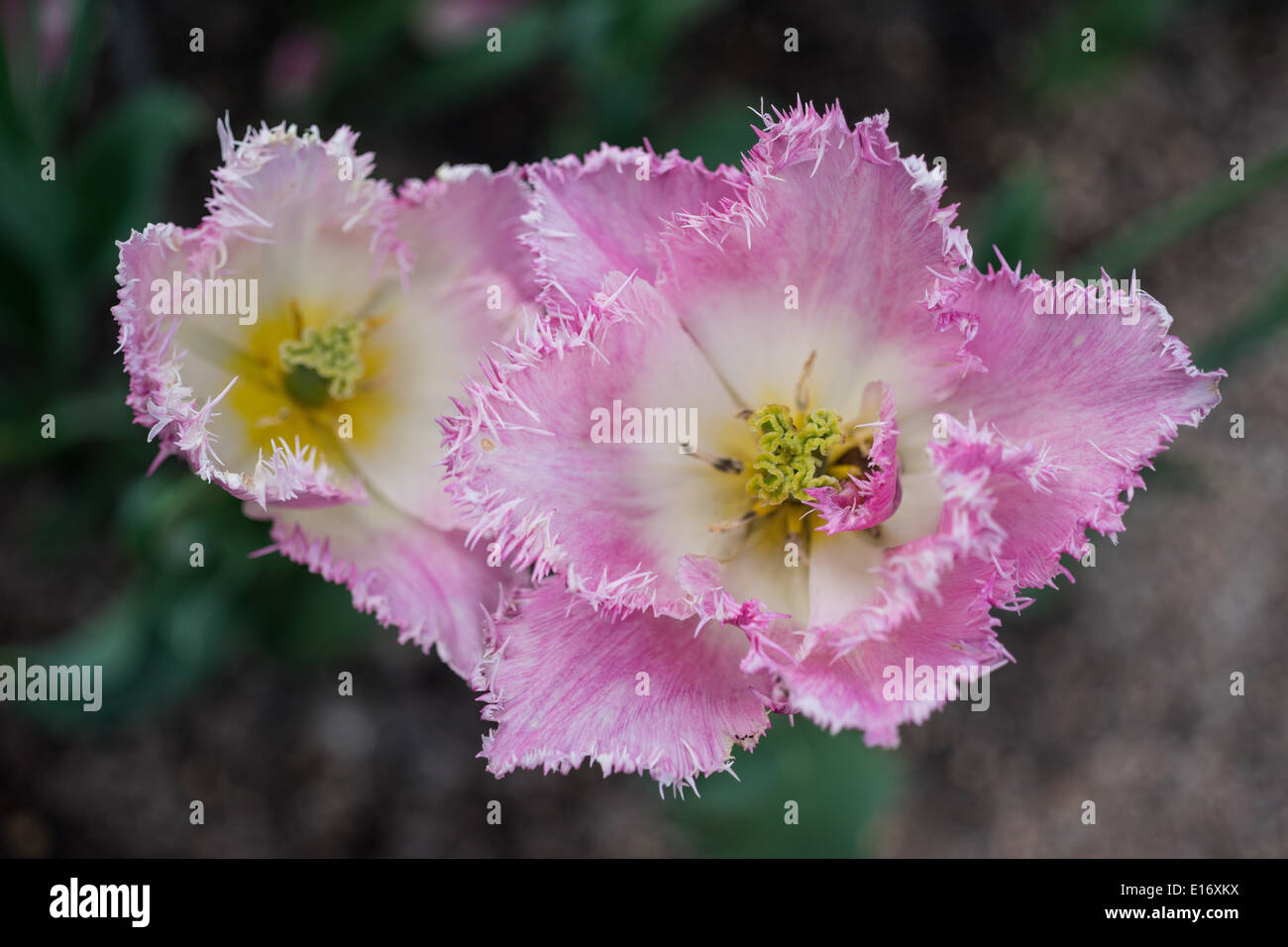 Jagged tulips hi-res stock photography and images - Alamy