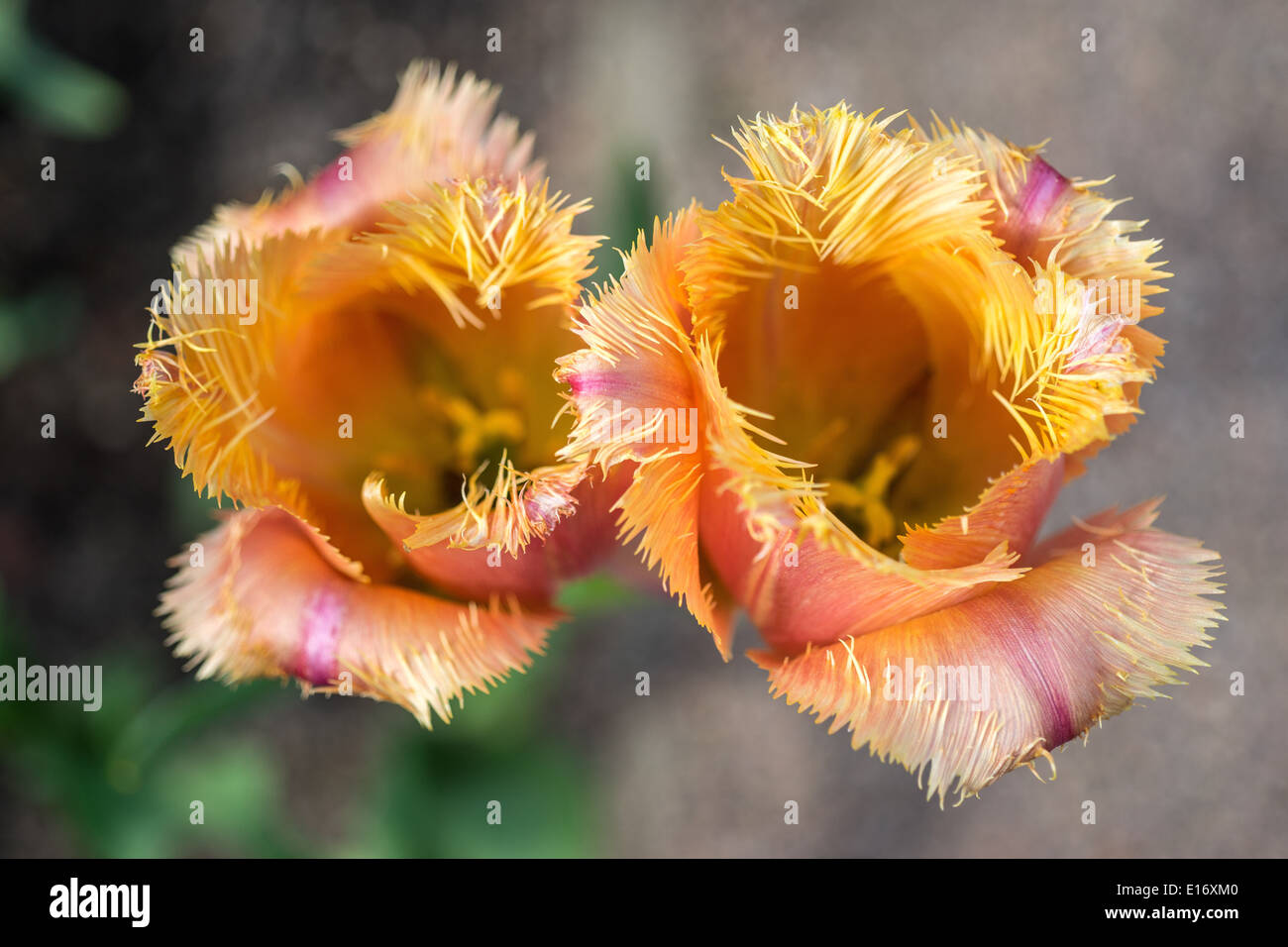 Petal orange hi-res stock photography and images - Alamy
