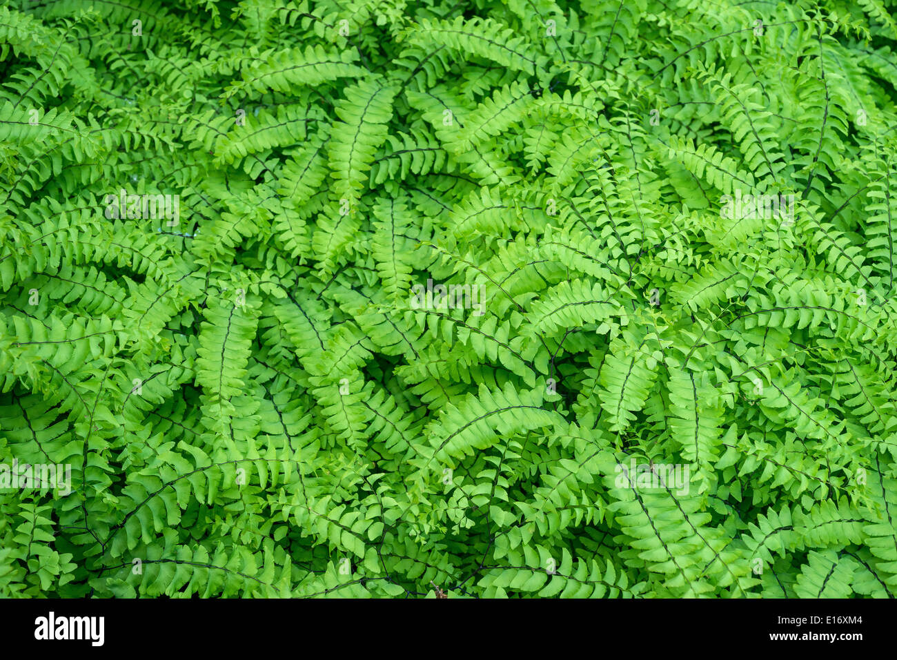 Northern maidenhair fern fresh green spring leaves Adiantum pedatum Stock Photo