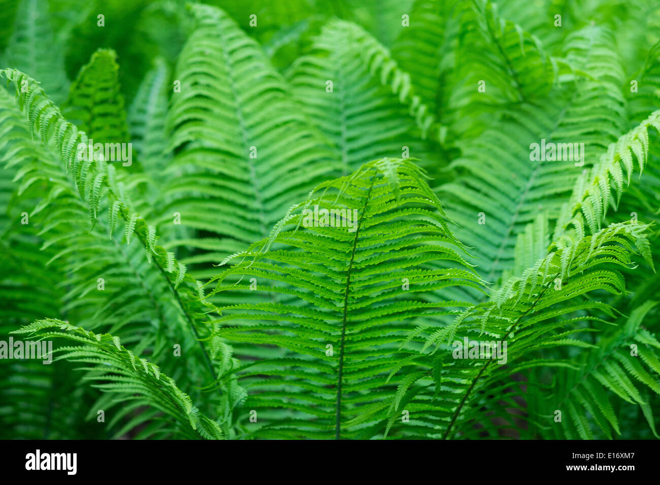 Ostrich shuttlecock fern spring green leaves Matteuccia struthiopteris Stock Photo