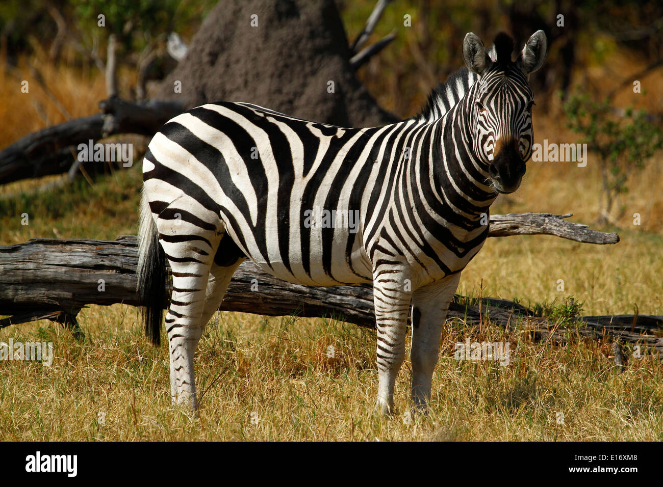 A fine example of a Burchell's Zebra Stallion in the African bush veld of Savuti Marsh Botswana. Plains game for the big cats. Stock Photo