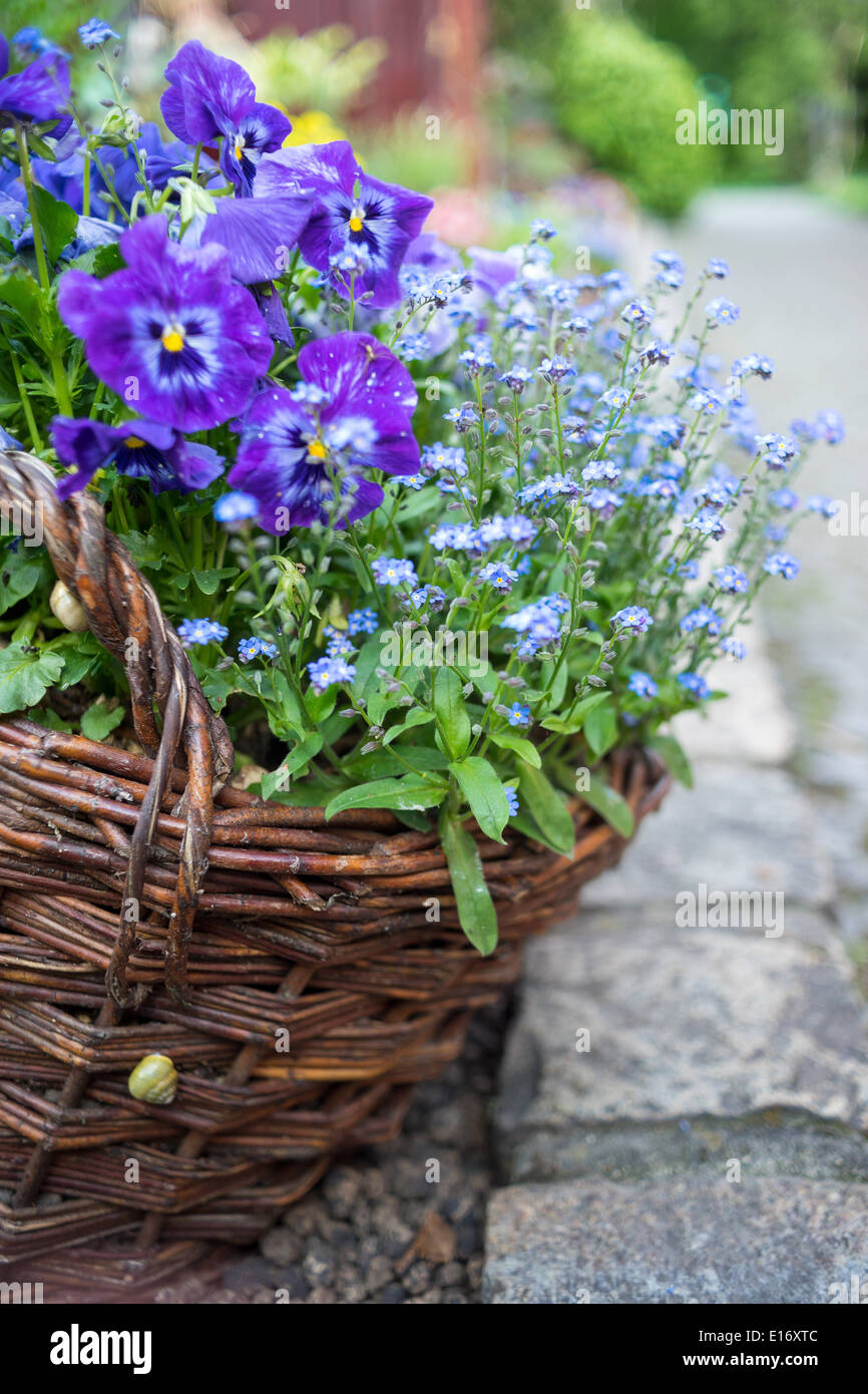 Purple Violets And Forget Me Nots In The Old Wisker Basket Stock Photo Alamy