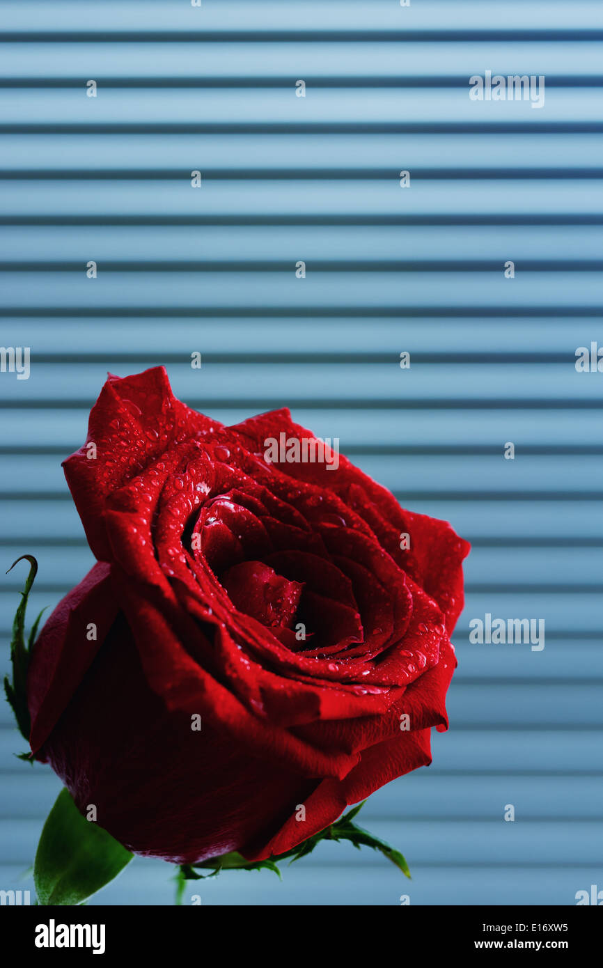 Red rose with water droplets isolated on background with lines Stock Photo