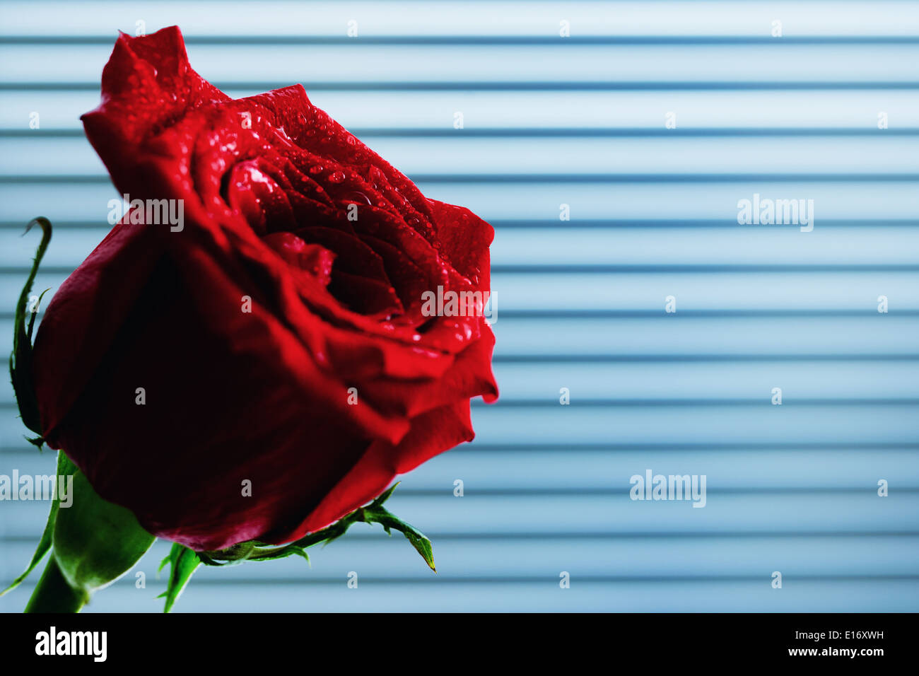 Red rose with water droplets isolated on background with lines Stock Photo