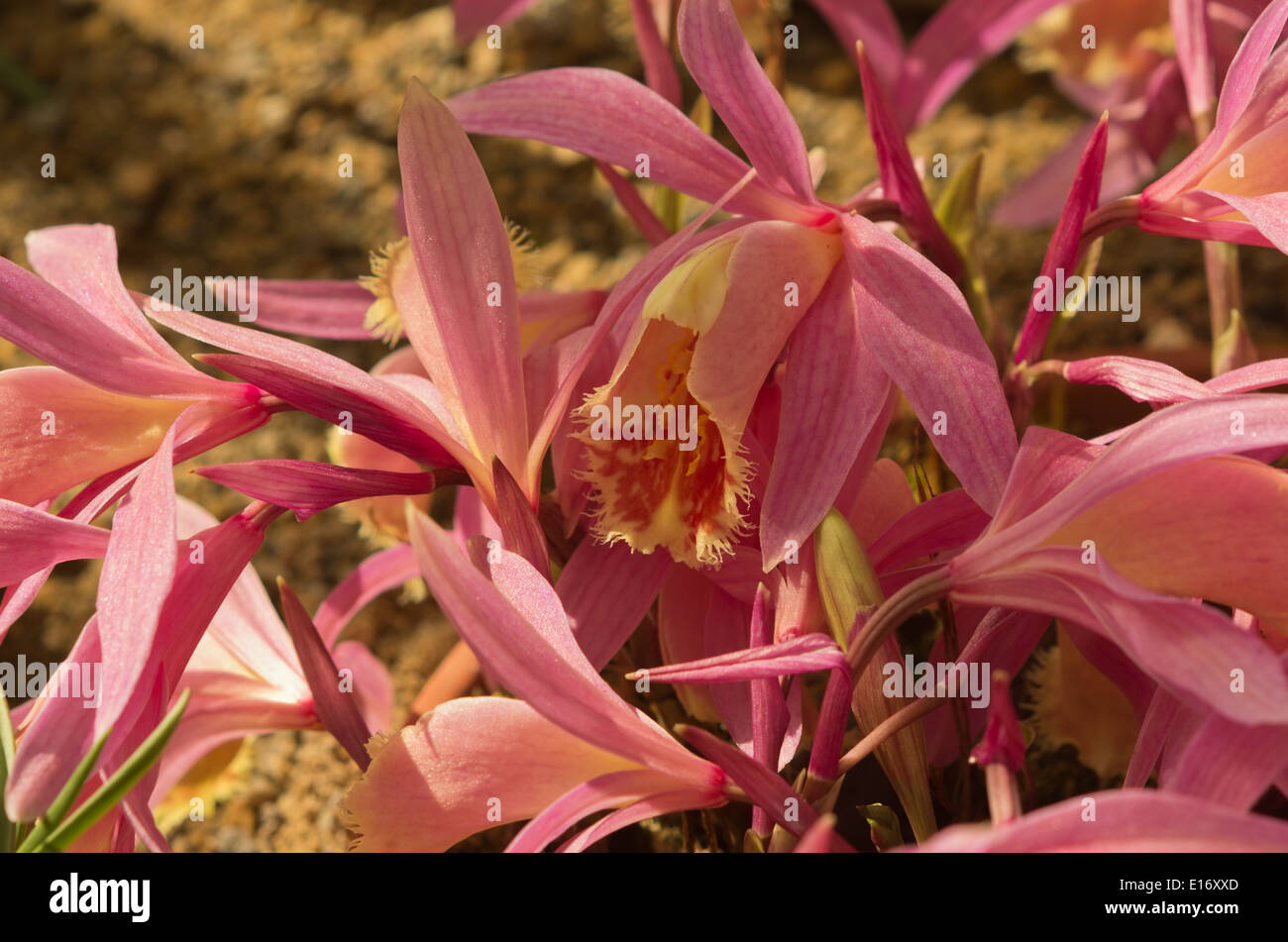 Pleione Shantung Ridgeway Stock Photo