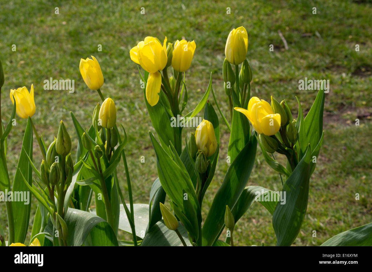 Tulip Sunshine Club Stock Photo