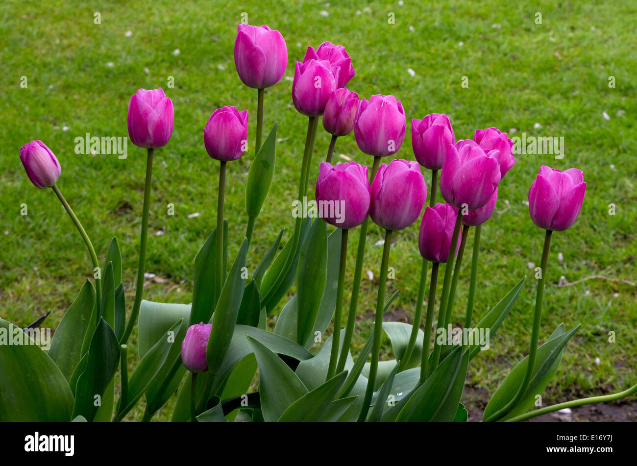 Tulip barcelona hires stock photography and images Alamy