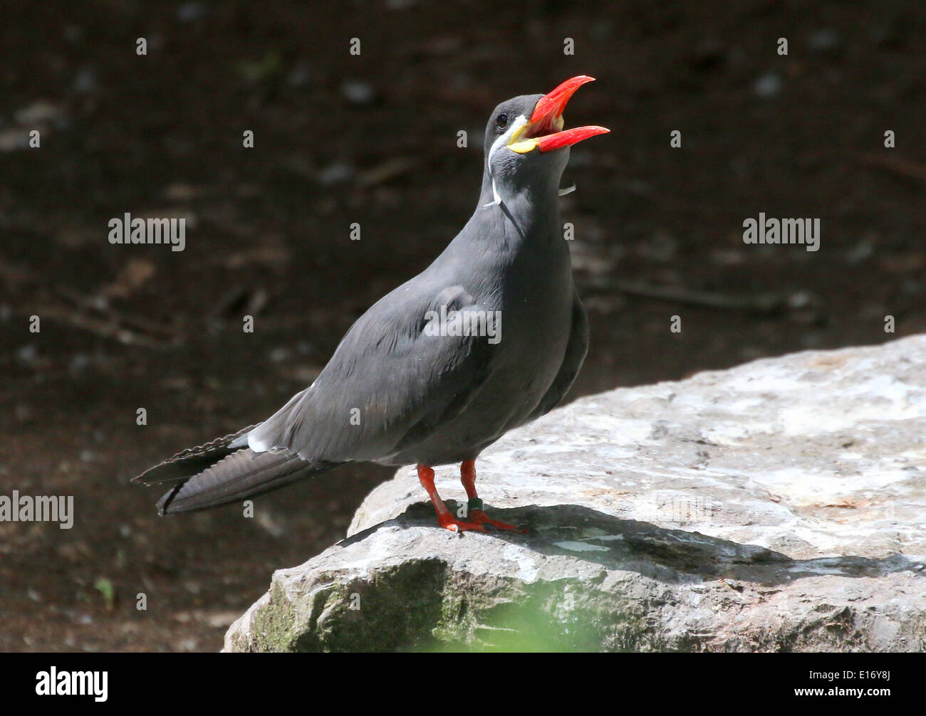 Close-up of  a South American Inca tern (Larosterna inca) calling out in alarm Stock Photo