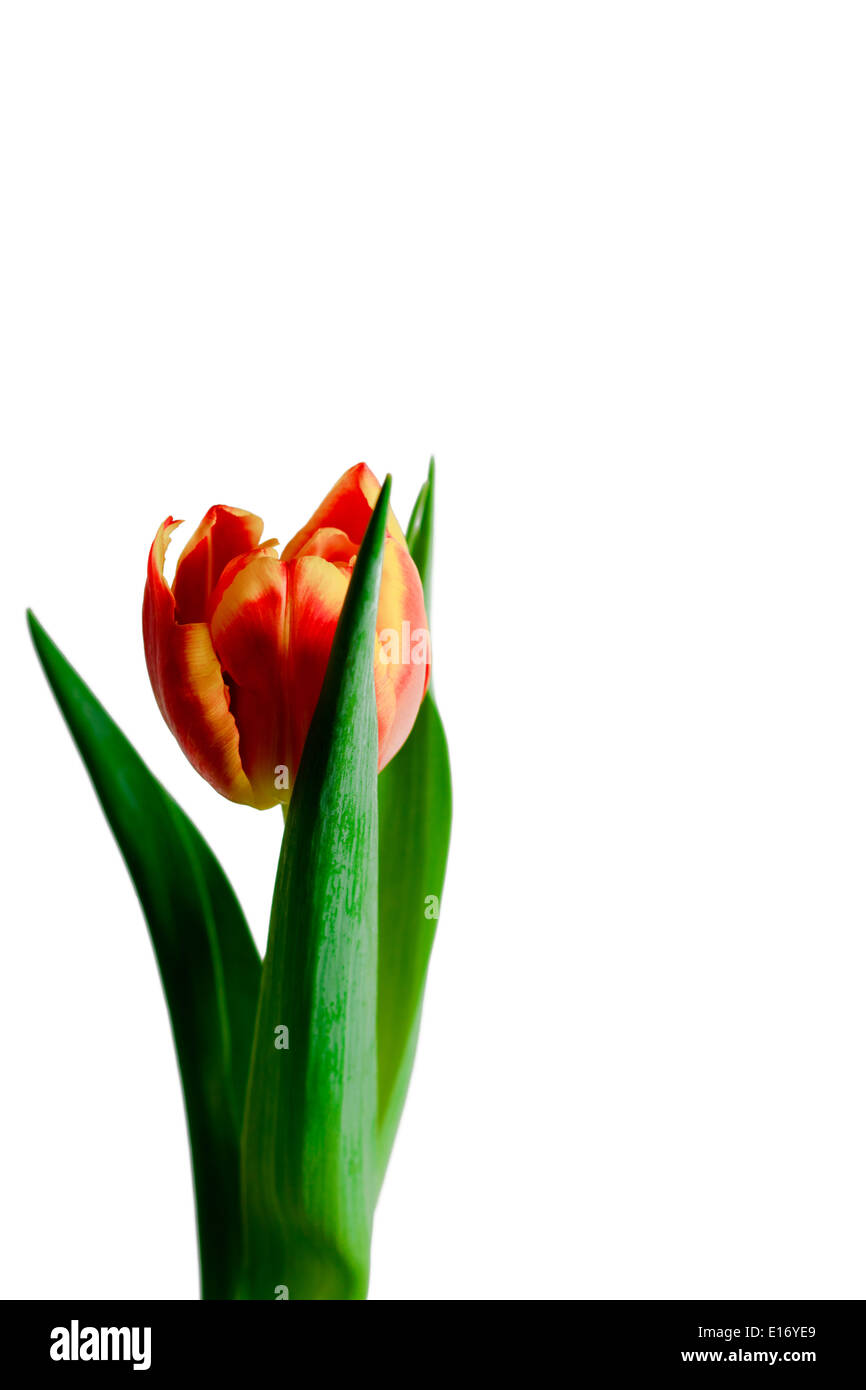 Colorful red and yellow tulip isolated on white background Stock Photo ...
