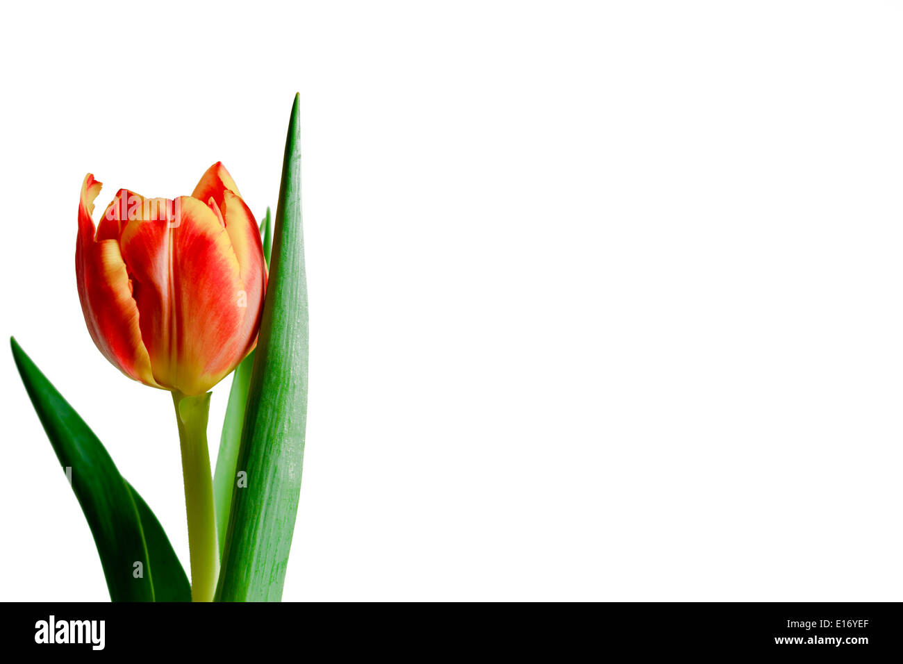 Colorful red and yellow tulip isolated on white background Stock Photo ...