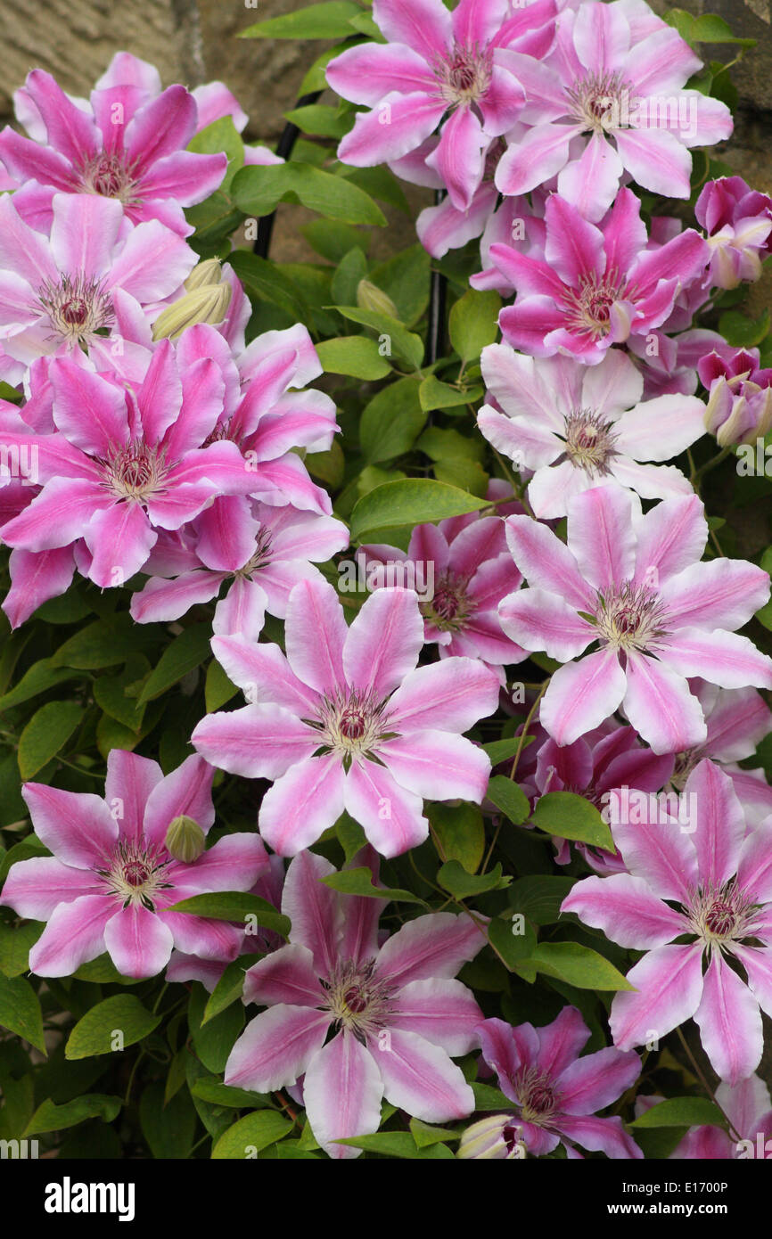 Flowering pink 'Nelly Moser' clematis  - hybrid, large flowers growing in English garden. May. Stock Photo