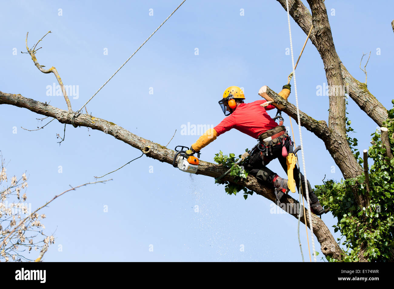 An arborist cutting a tree with a chainsaw Stock Photo