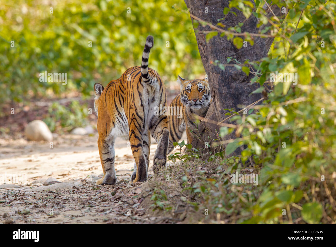 A Bengal Tigress Cub staring when mother patrolling the territory at Bijrani area of Jim Corbett National Park, India. Stock Photo