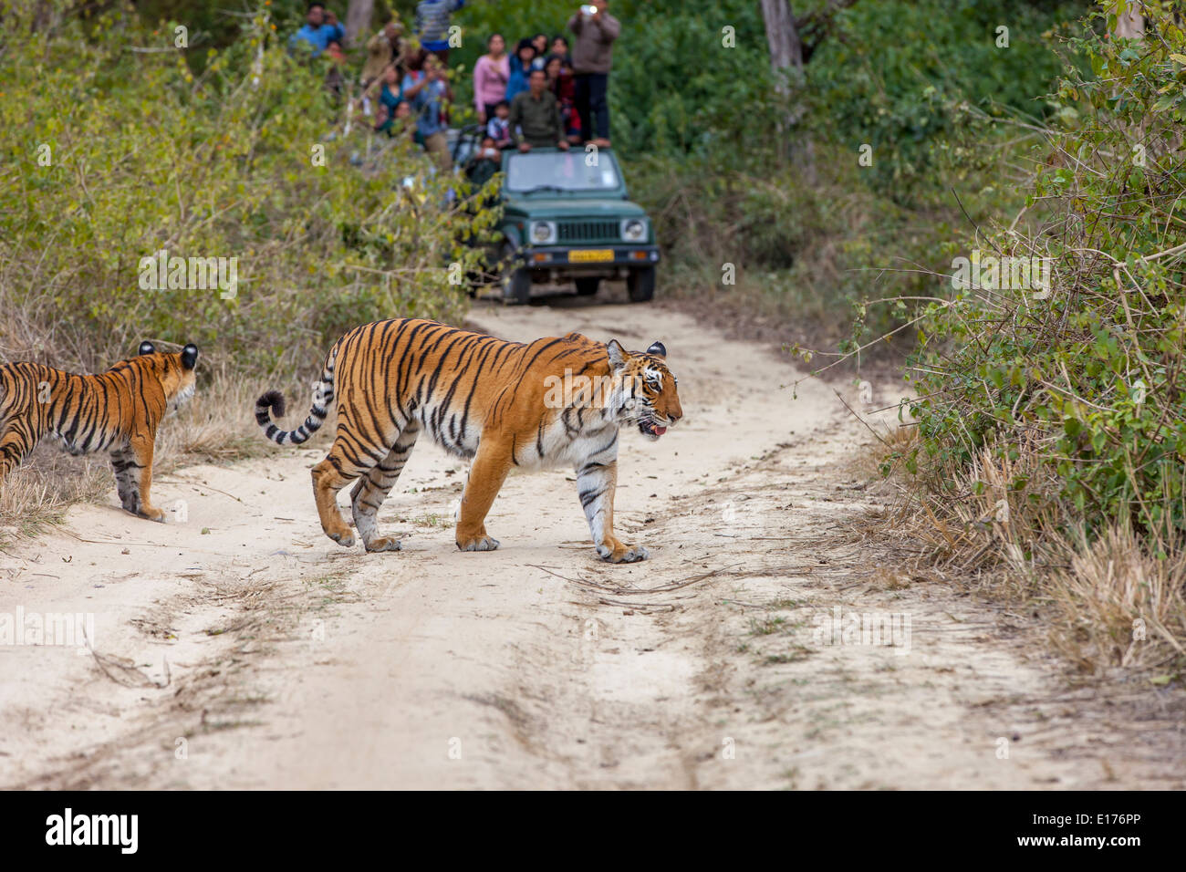 The wrath of s mother. A bengal tiger protecting her cub from danger in Jim  Corbett National park, India. : r/IndiaSpeaks