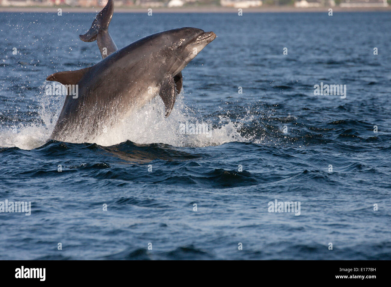 Bottlenose dolphin (Tursiops truncatus) breaching, jumping, leaping, Chanonry Point, Moray Firth, Scotland, UK Stock Photo