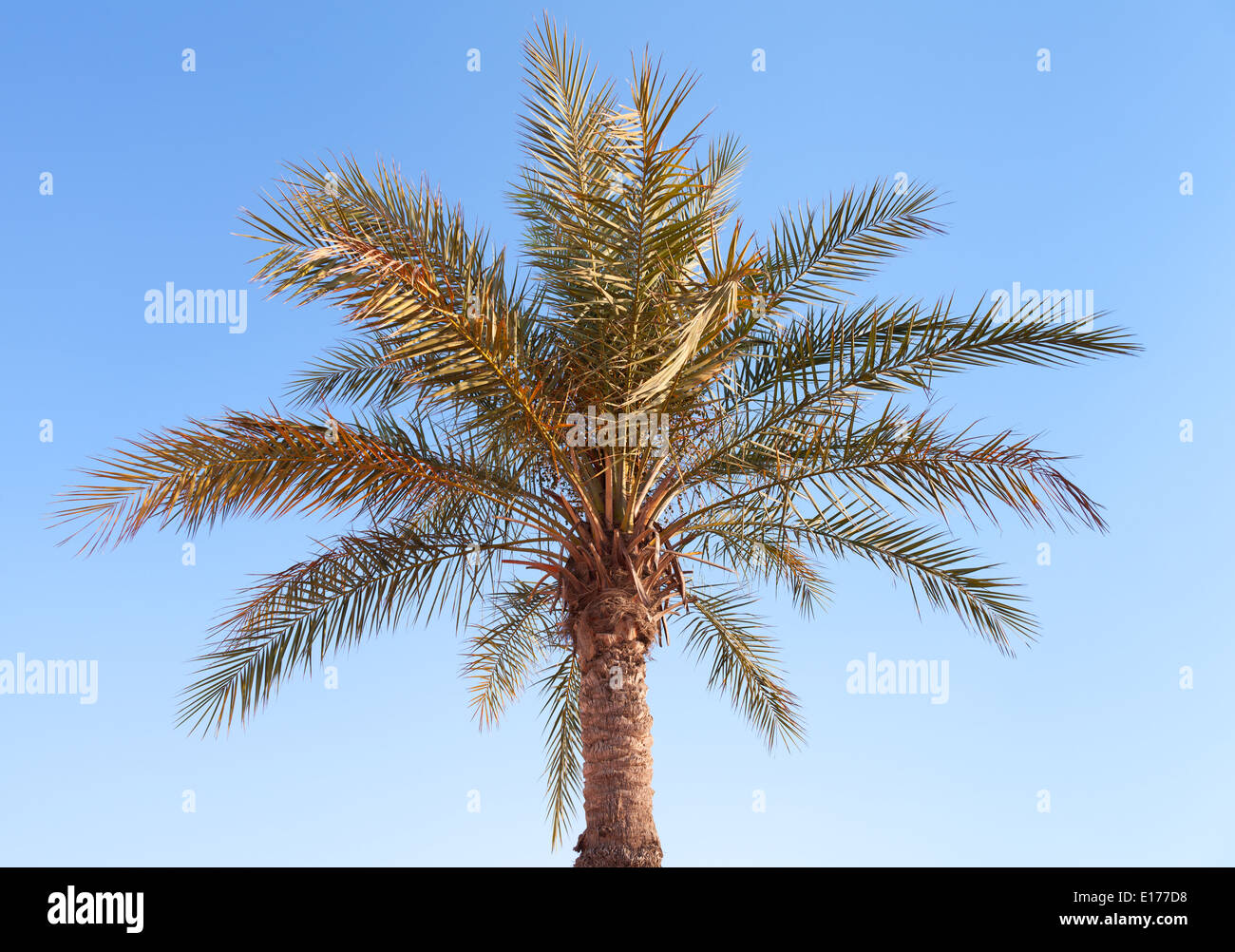 Date palm tree on clear blue sky background Stock Photo