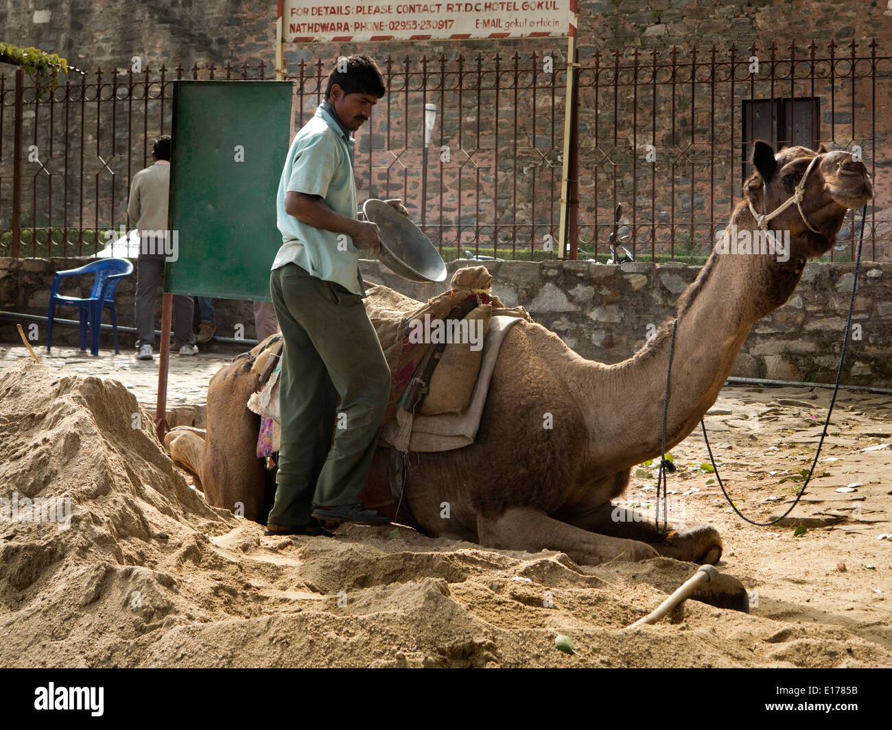 India, Rajasthan, Rajsamand, Kumbhalgarh village, man loading camel panniers with sand Stock Photo