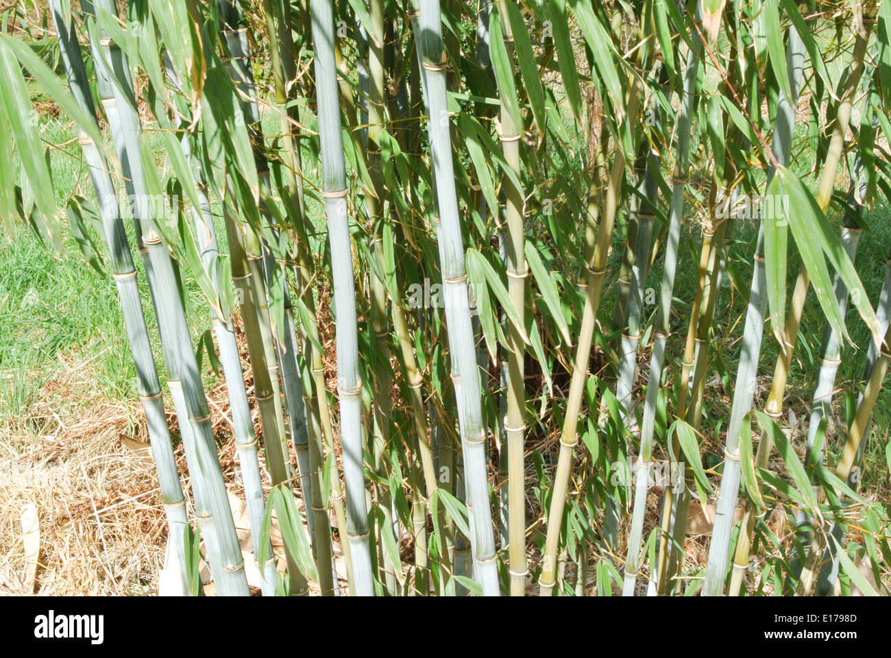 Bamboo “Borinda papyrifera” Stock Photo
