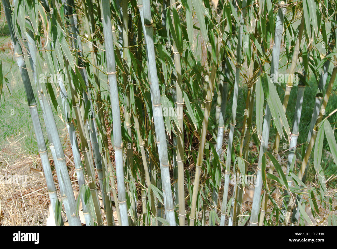 Bamboo “Borinda papyrifera” Stock Photo