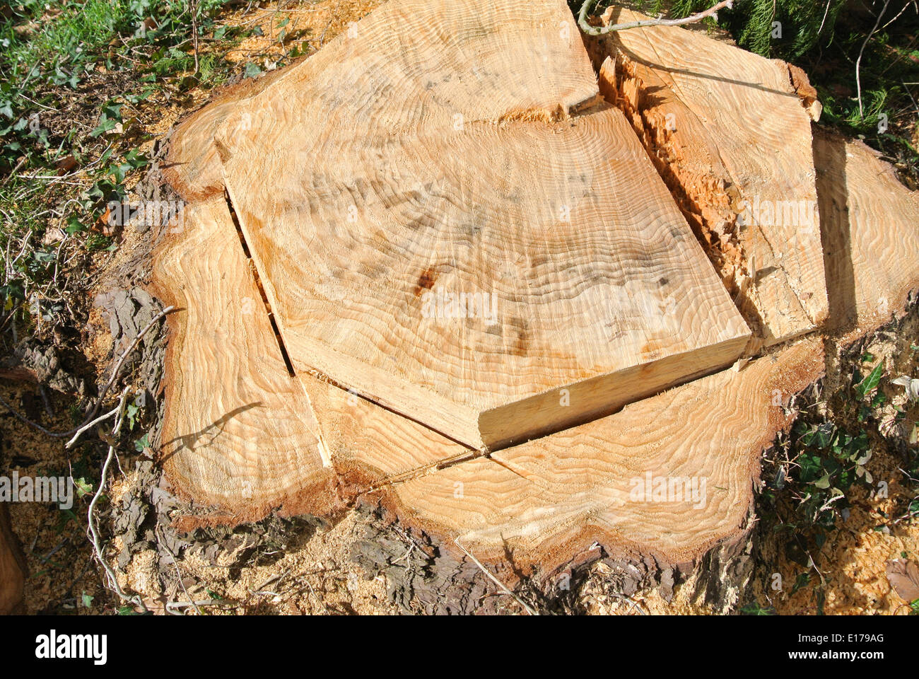 Tree stump cut by a chainsaw Stock Photo Alamy