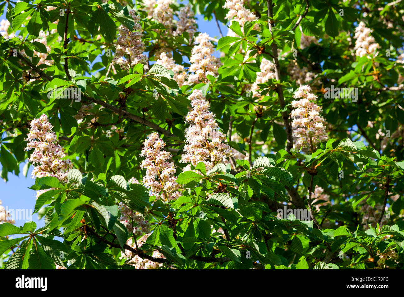 Beautiful white horse chestnut flowers Stock Photo