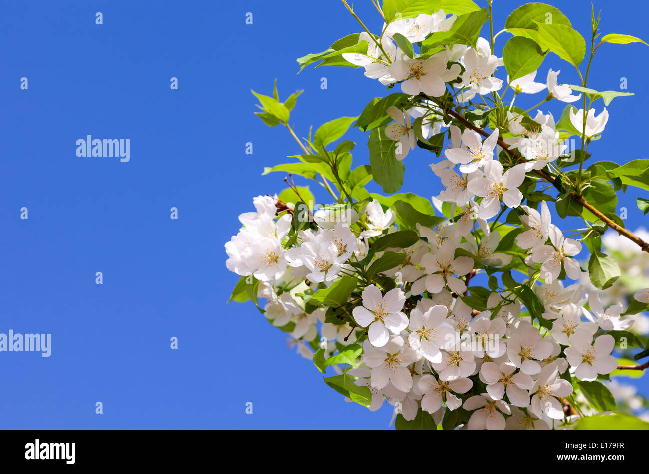 Beautiful blooming flowers spring hi-res stock photography and images ...