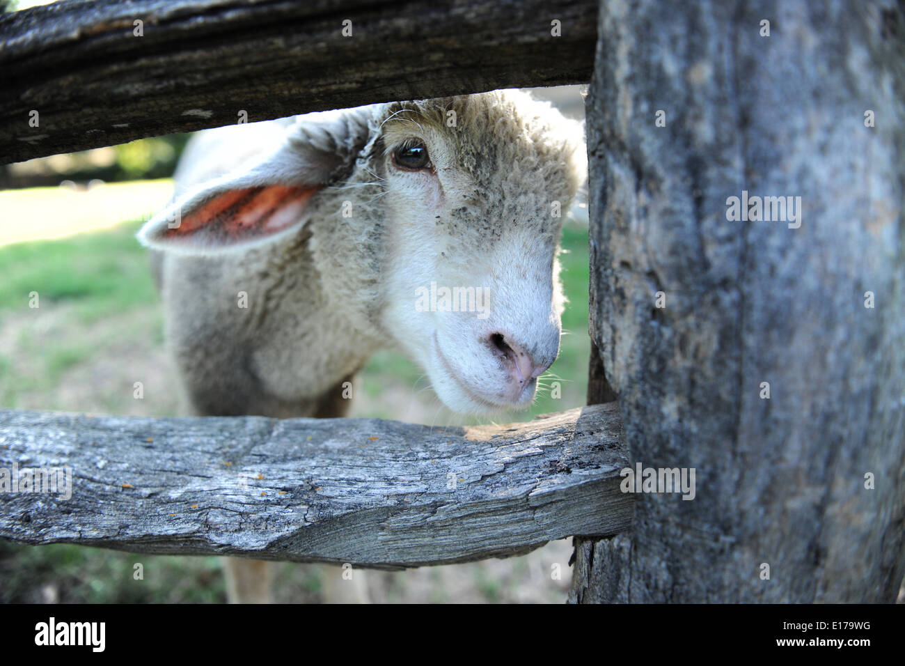 Lamb peeking through wooden fence outdoors Stock Photo