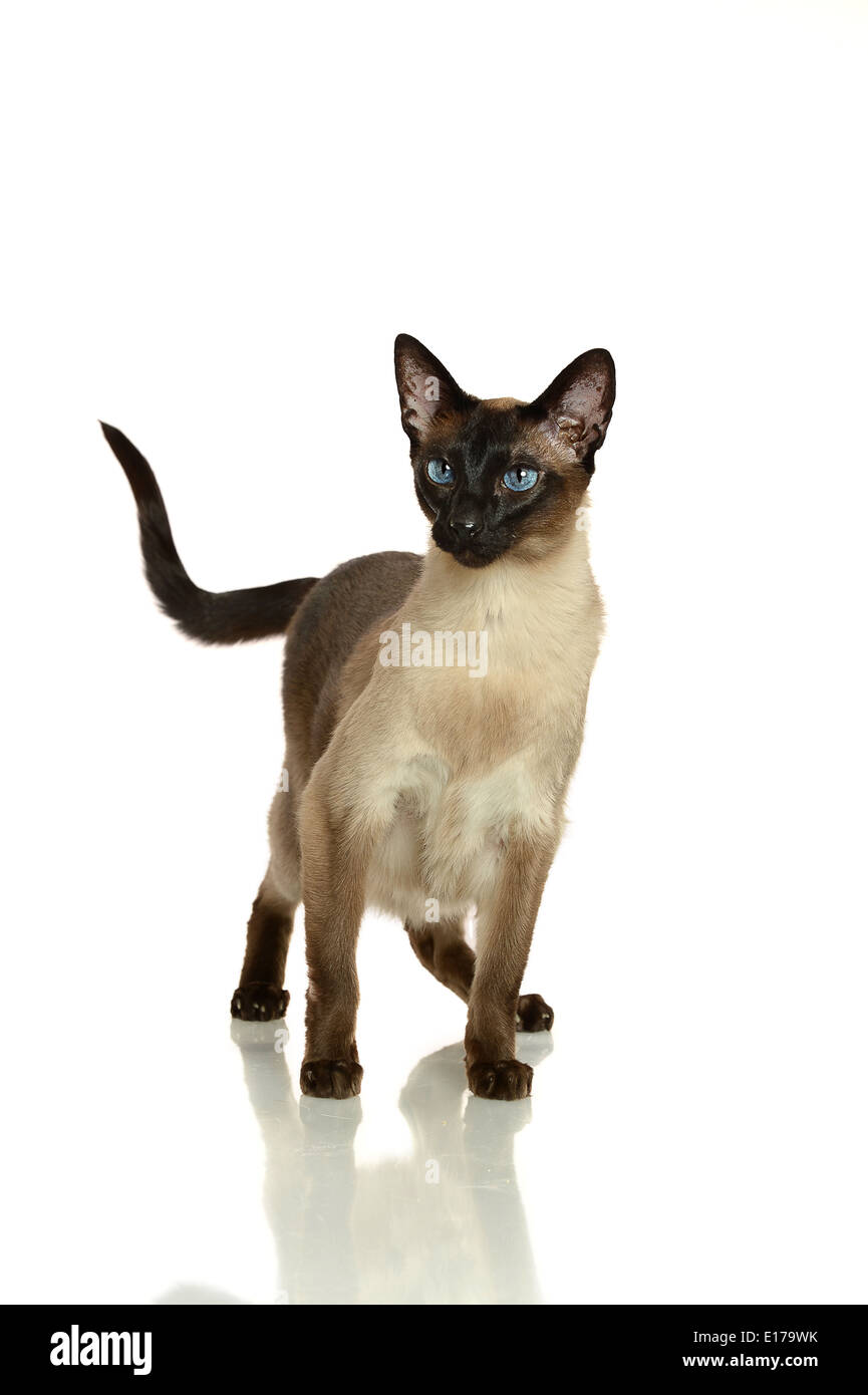 Portrait of Siamese cat in studio Stock Photo