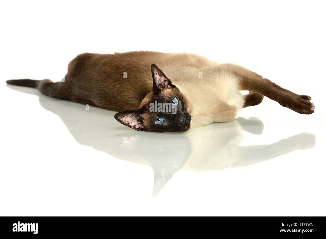 Siamese cat laying on reflective table Stock Photo