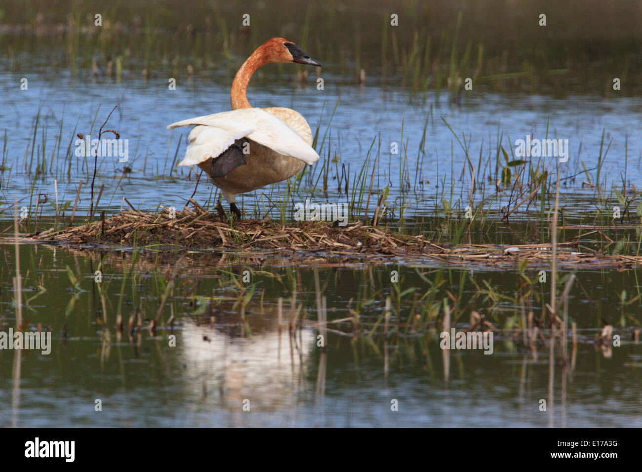 Trumpeter swan (Cygnus buccinator), first year juvenile at Ottawa National wildlife refuge. Stock Photo