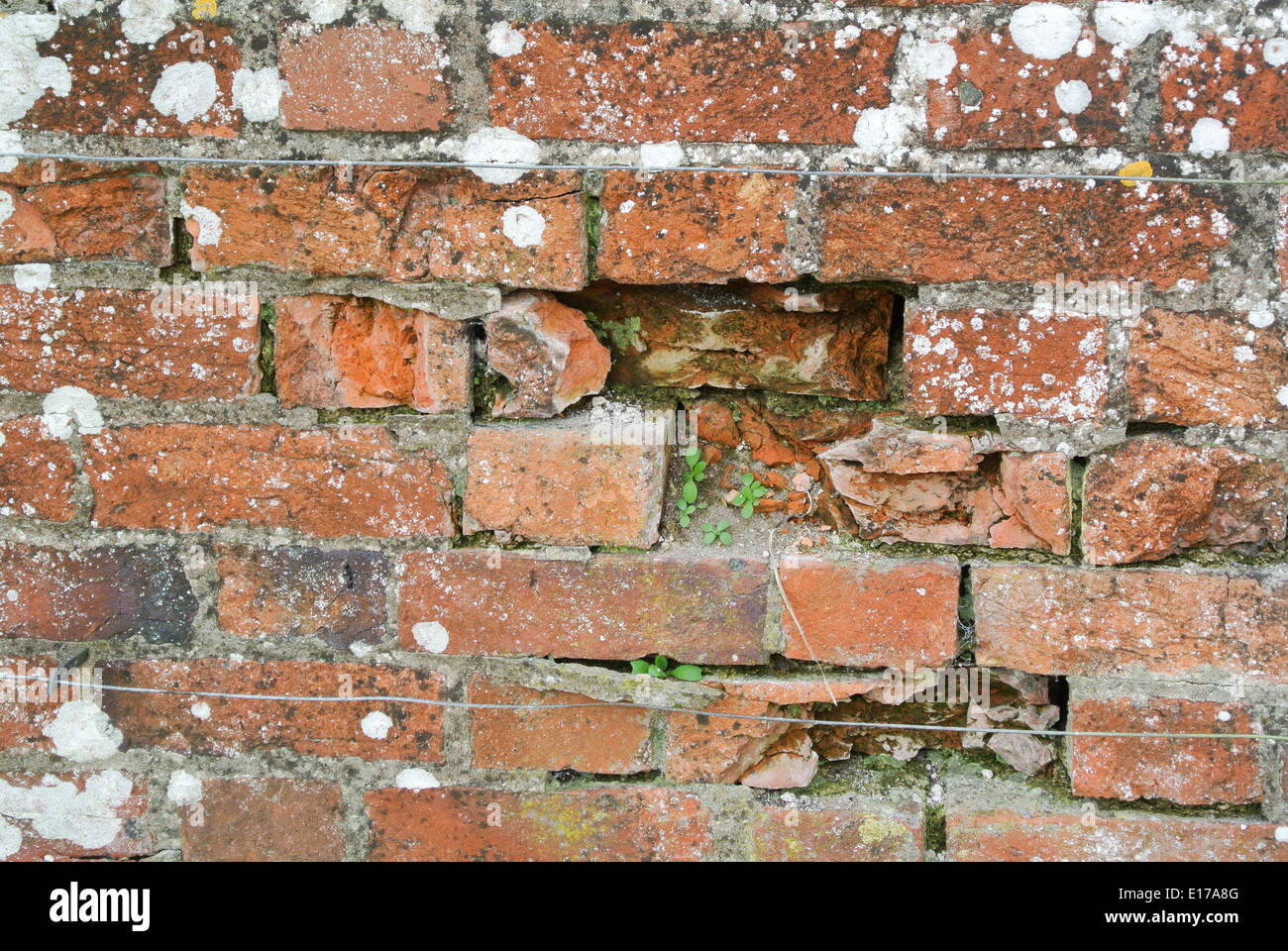 Frost and water damage to old brick wall Stock Photo Alamy