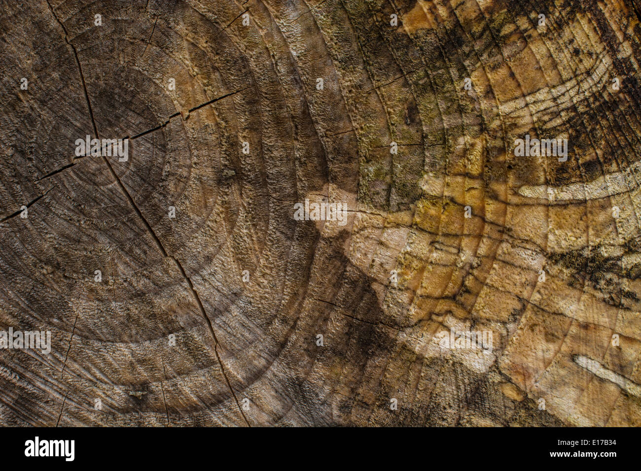 Decaying logged trunk of a conifer tree. Tree trunk rings Stock Photo ...