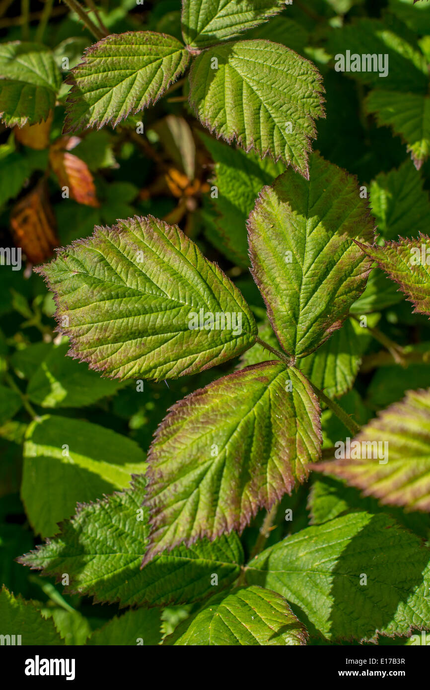 Mid-season leaves of Bramble / Rubus fruticosus agg. Medicinal plant once used for herbal remedies. Stock Photo