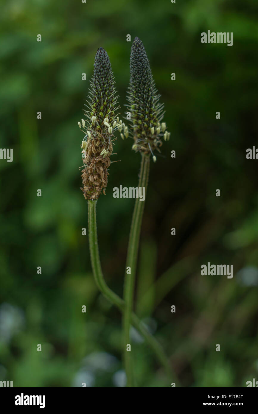 The flowers of Ribwort Plantain / Plantago lanceolata. Stock Photo