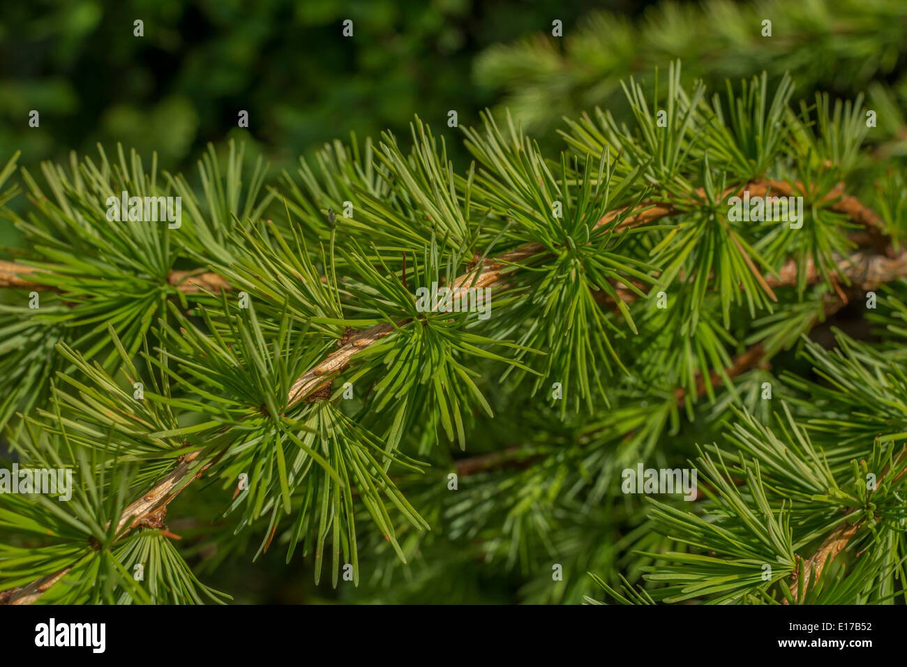 Leaf spikes of Larch (Larix sp.). Stock Photo