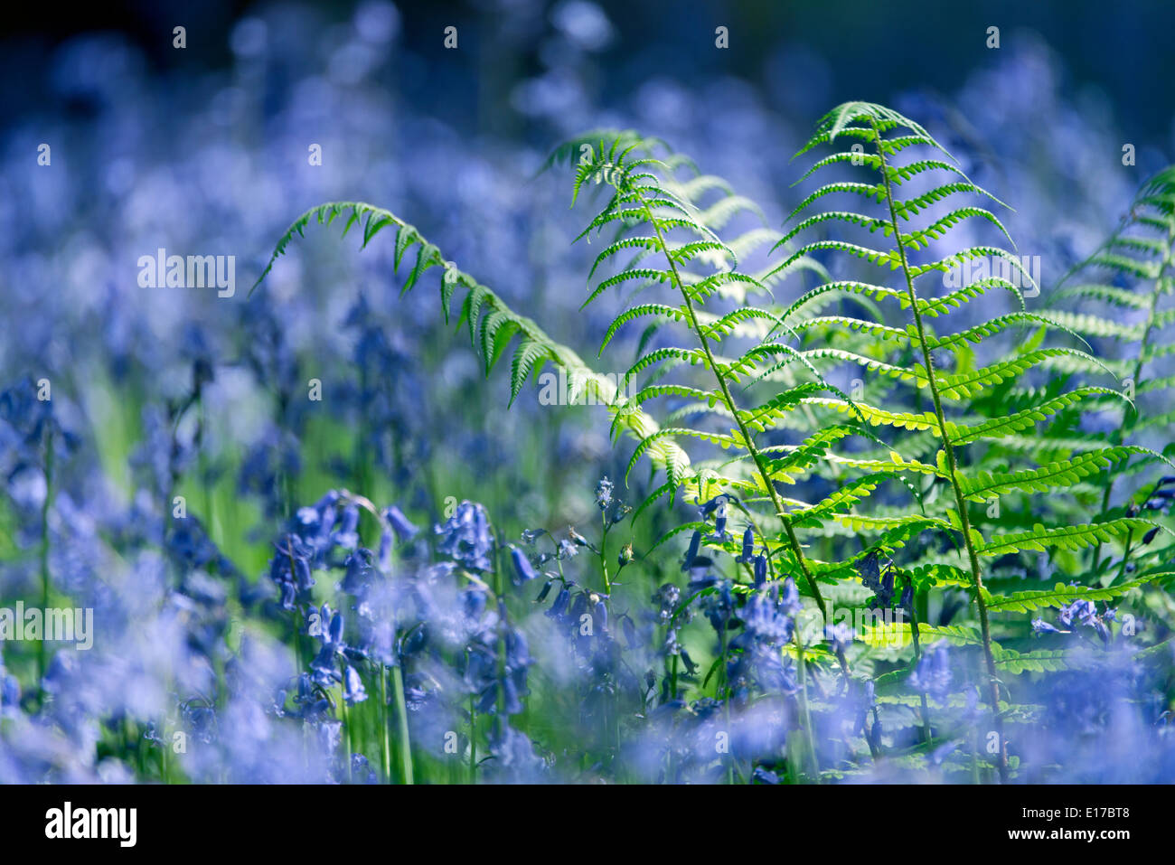 bluebells in spring, Danbury, Essex, England, United Kingdom. Close up with blurred background of woodland ecology in its natural relaxing environment Stock Photo