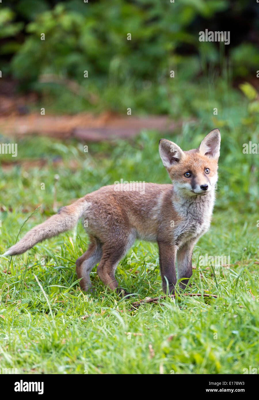Fox and cub in garden duding summertime with long grass, alert and cuteness overload Stock Photo