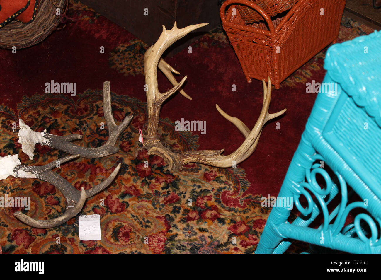 Dear deer antlers please sit next to my wicker on my rug. Stock Photo