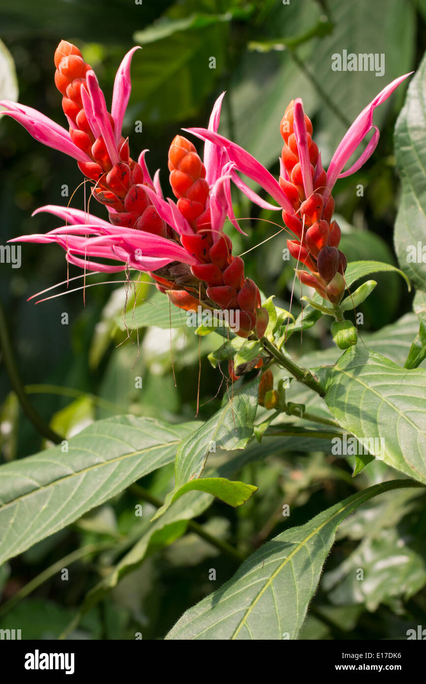 Flowers of the tropical shrub, Aphelandra sinclairiana Stock Photo