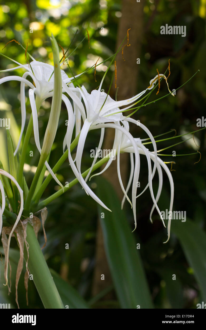 Close up of the flower head of the tropical spider lily, Crinum asiaticum Stock Photo
