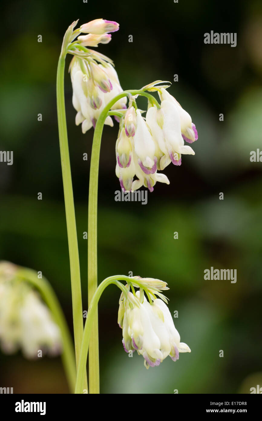 Flower heads of the ferny leaved woodland perennial, Dicentra formosa Stock Photo